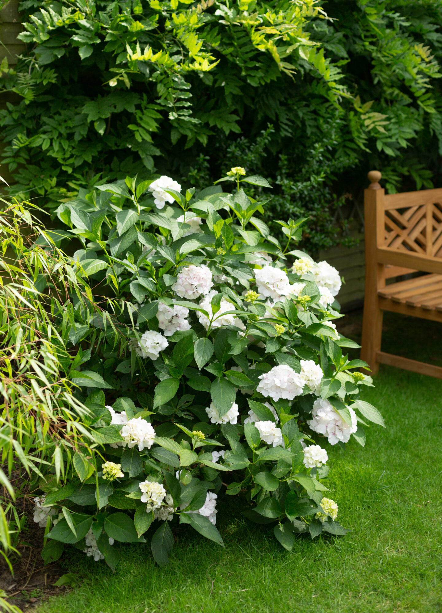 White hydrangea plant in the London suburbs 