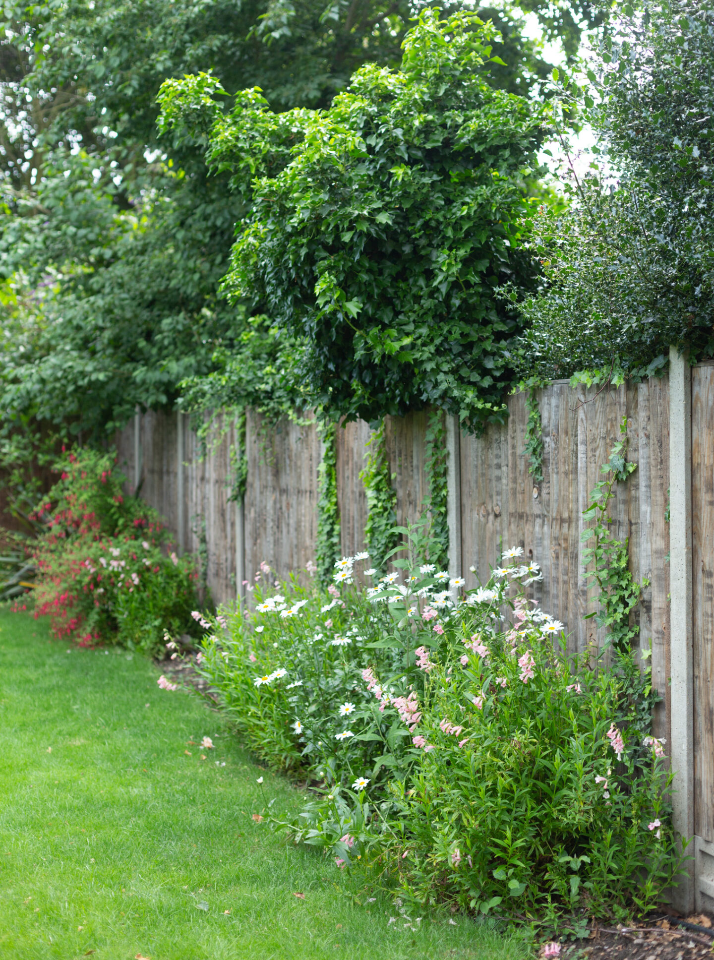 Garden with a wood fence bordered by plants and a manicured lawn.