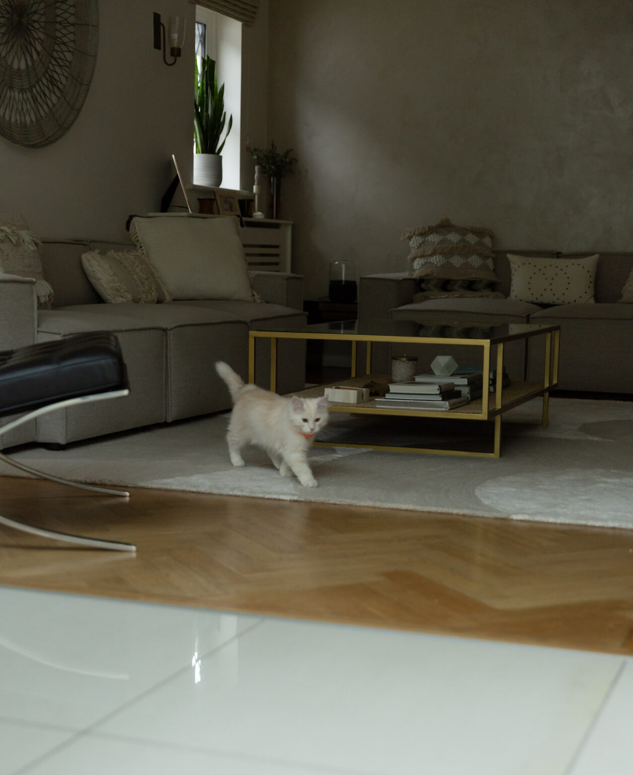 Pet-proof fabrics - Tried & tested best & worst fabrics for your home