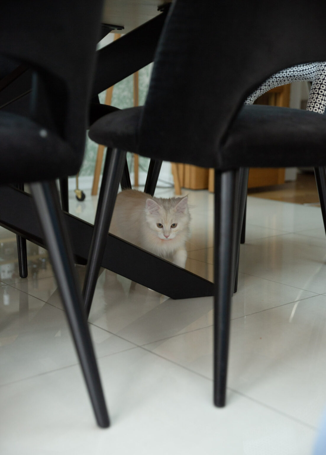 View of Pet-proof fabrics - Tried & tested best & worst fabrics for your home