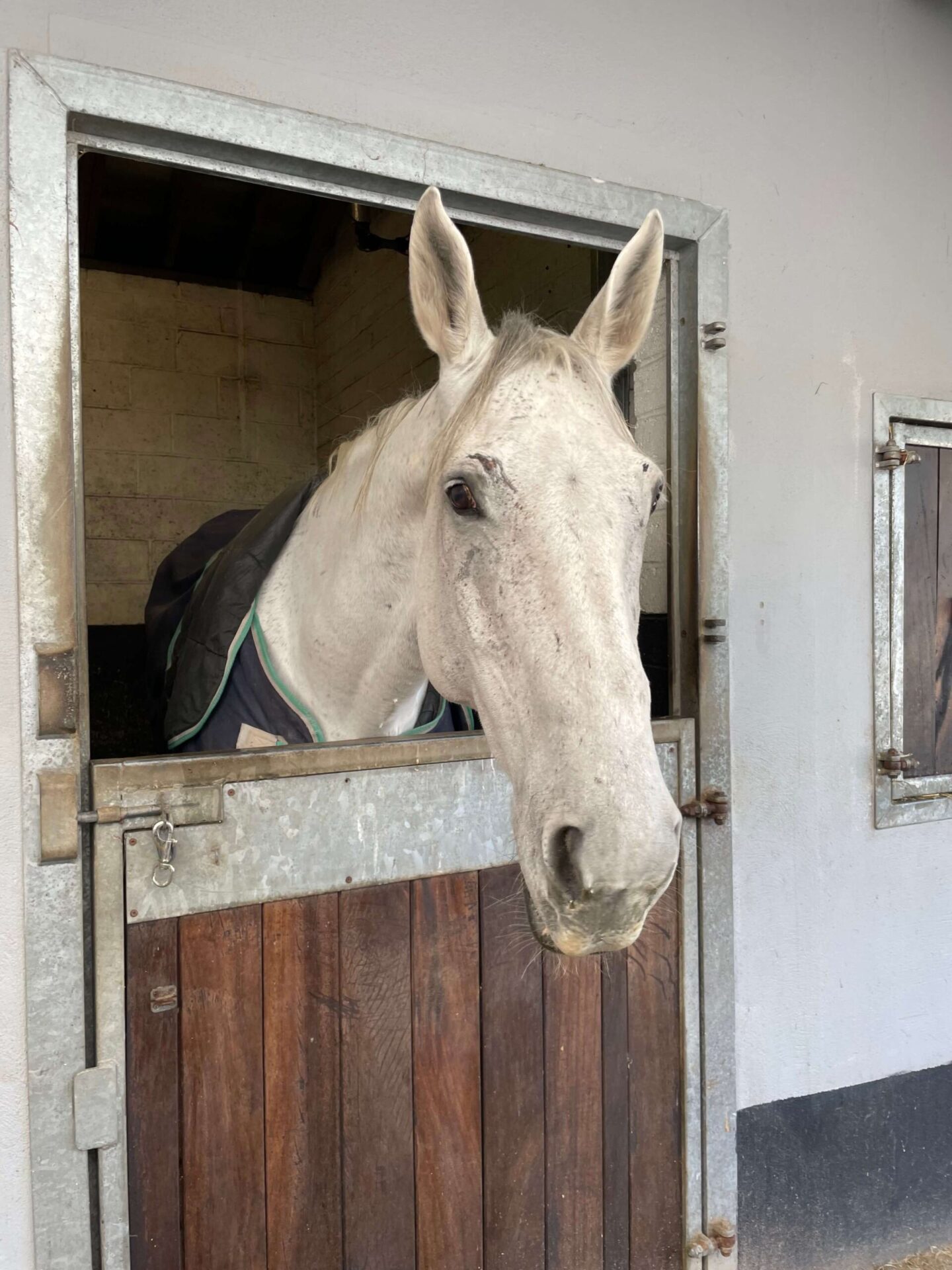 Grey horse in its stable at the Equestrian Centre at Castle Leslie Estate.
