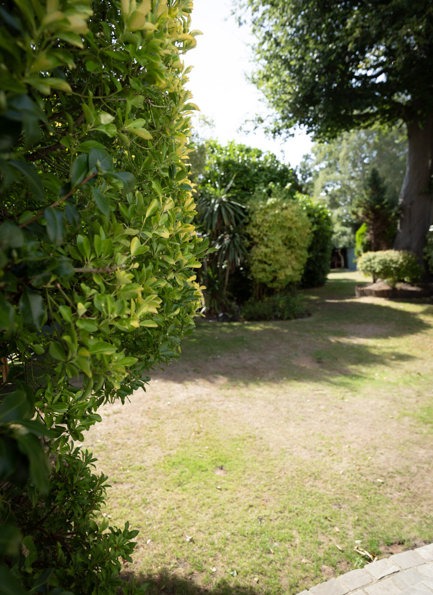 Burnt patches of grass in a suburban garden during a drought.